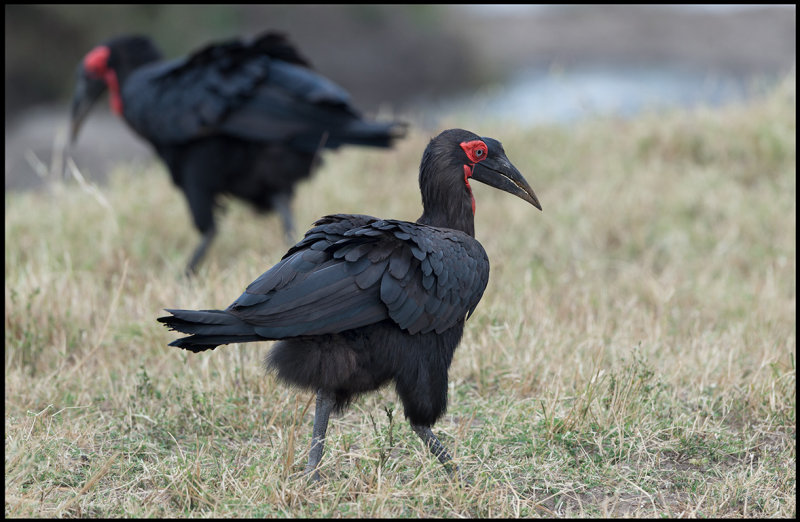 Southern Ground-hornbills