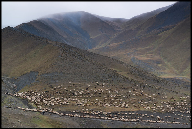 A Caucasus heard of sheep