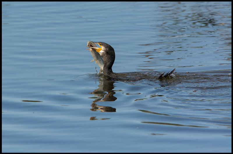 Cormorant cathing a Northern Pike (Storskarv med gdda) - Azerbaijan