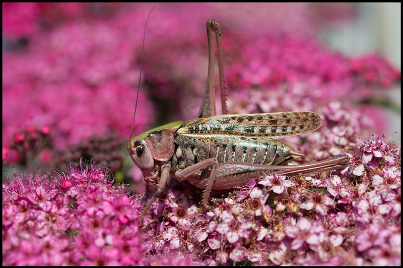 Male Great Green Bush-Cricket (Grn Vrtbitare) - Grnhgen