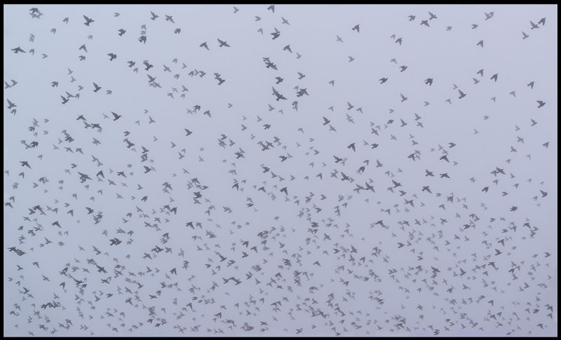 Starlings in late evening fog at Grnhgen 