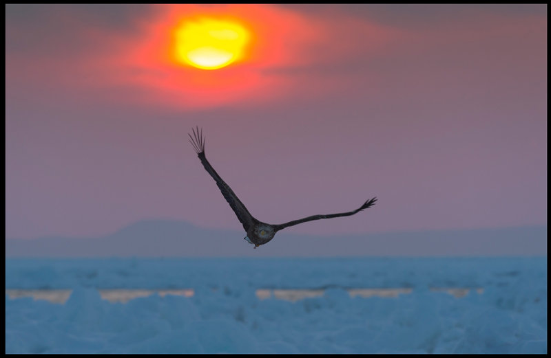 Sea Eagle and a short glimpse of the rising sun