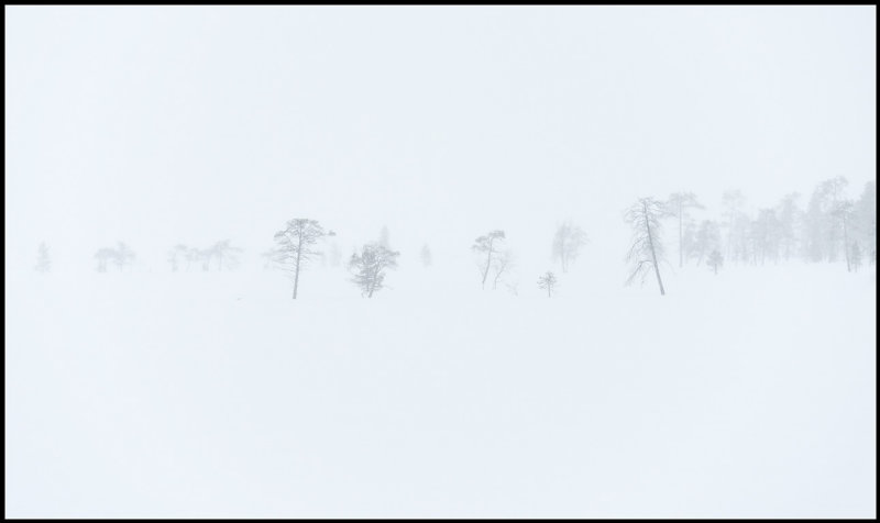 Heavy snowfall on a bog in northern Finland