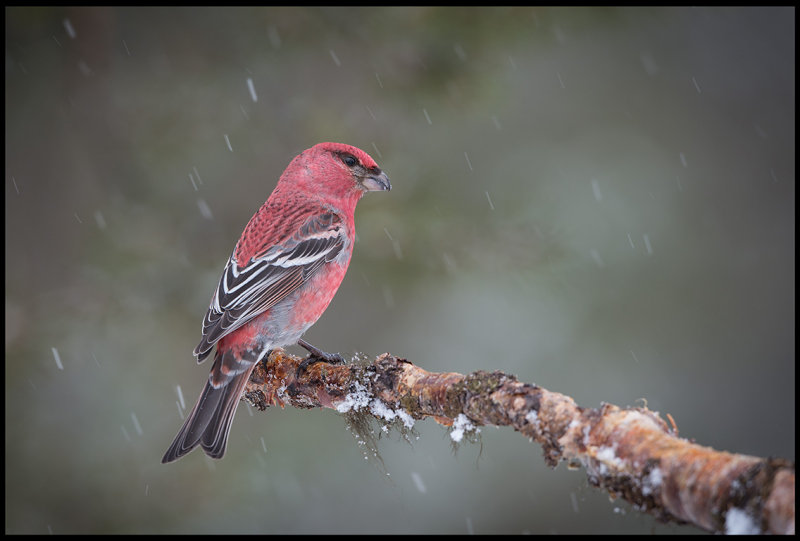 Male Pine Grosbeak at Neljn Tuulen Tupa lodge