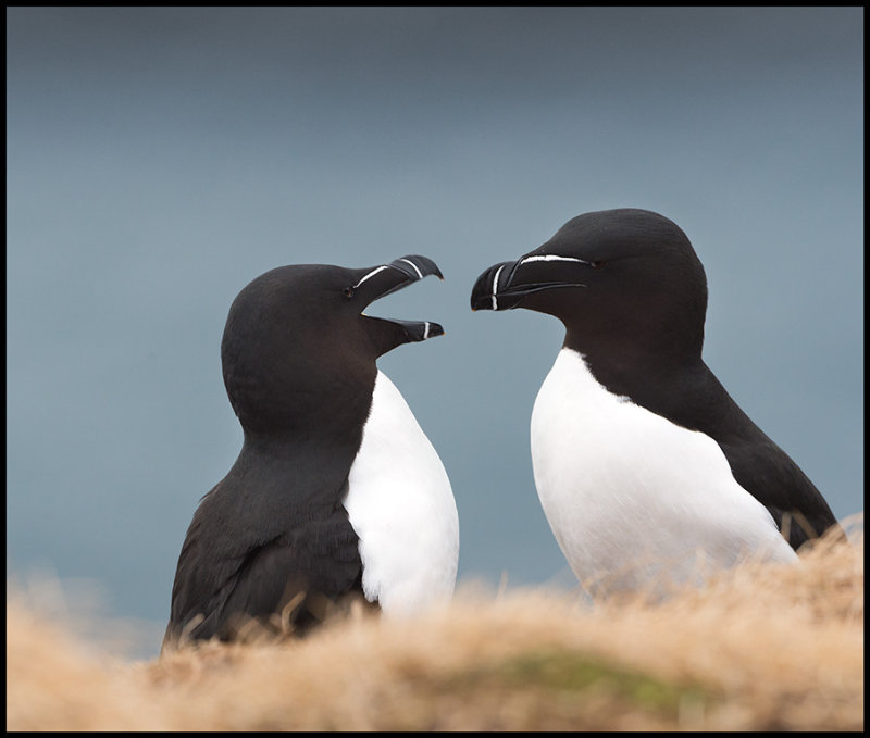 Razorbill courtship