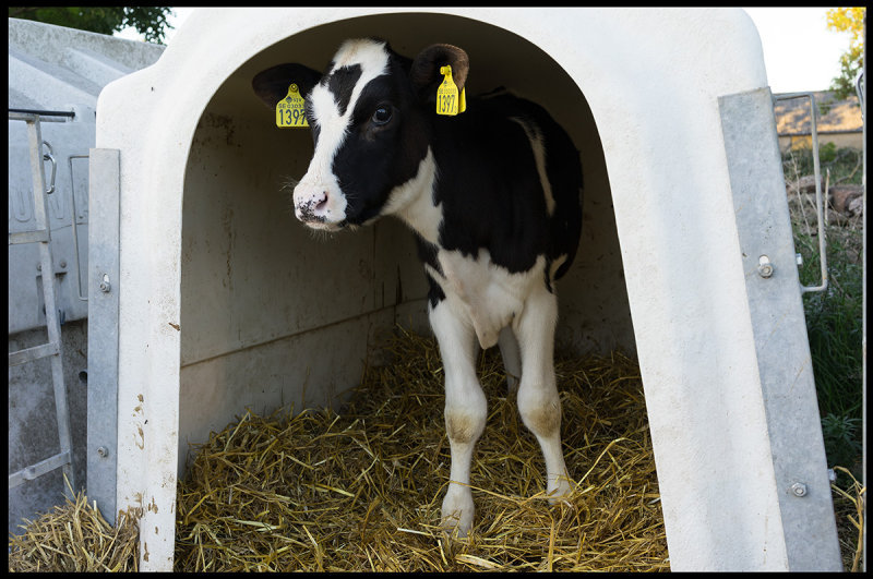 Kalvbs (calf box) in Slagerstad - 800 cows at this farm !