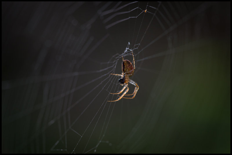 Garden Spider making repair of his net - Ottenby