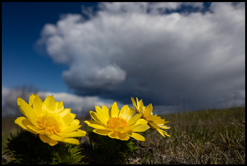Arontorpsros (Pheasants Eye) near Klinta land