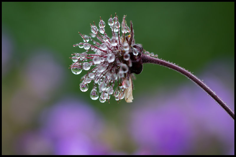 Water avens (Humleblomster) a rainy morning in Jmtland