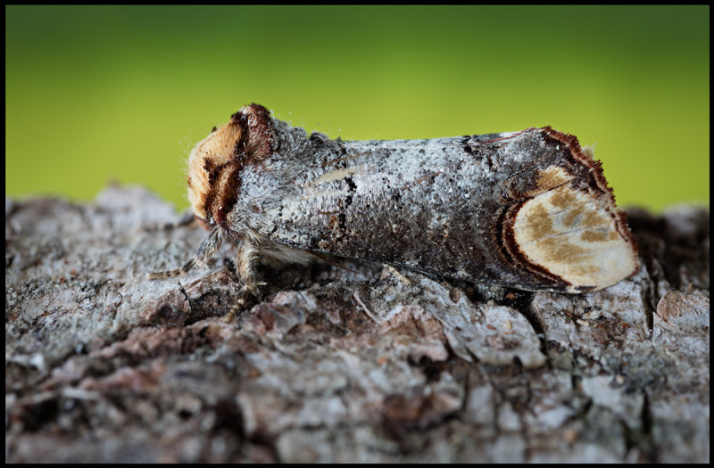 Buff-tip (Oxhuvudspinnare) on a piece of Birch - Grnhgen