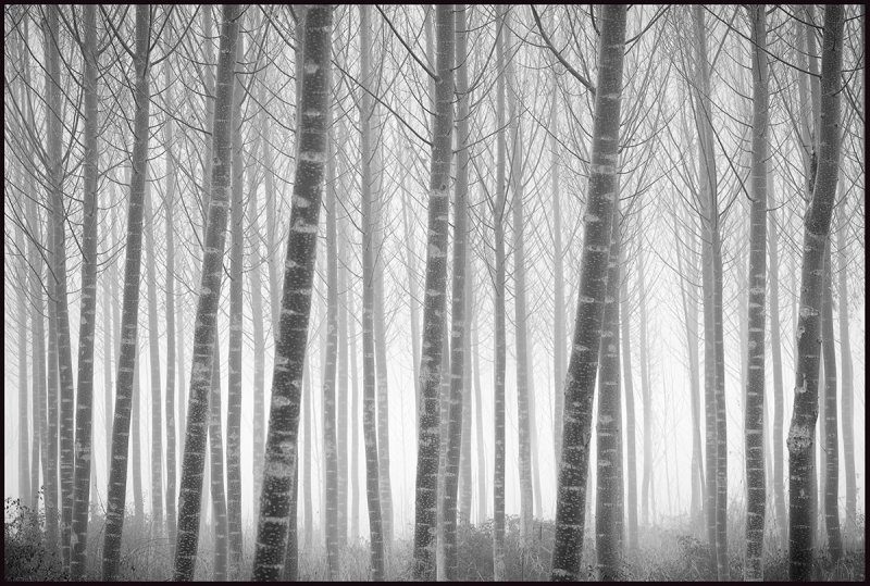 Fog near Montsonis - Spain