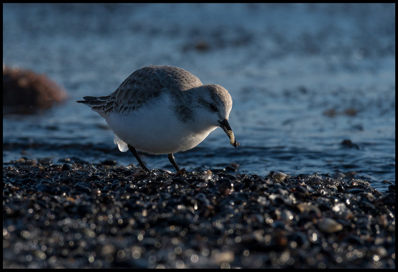 Sanderling (with ice-load in the back) capturing a small sea-shore animal - Ottenby