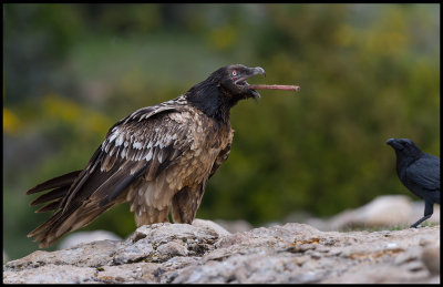 Young Lammergeier eats a bone