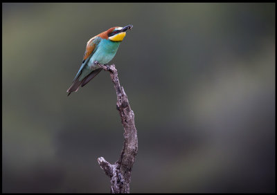 Bee-eater with bee (Bitare)