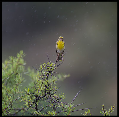 Singing in the rain   Serin (Gulhmpling) 