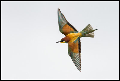 Bee-eater (Bitare)