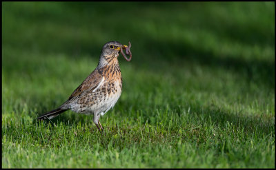 Hard to be a worm - Fieldfare at our lawn (Bjrktrast)