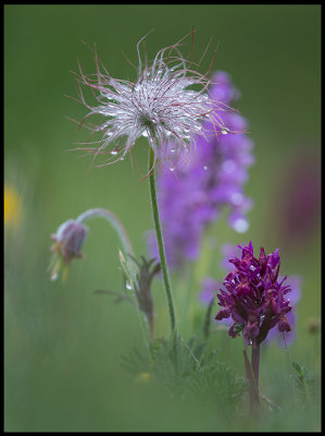 Small Pasque flowe and Orchids (Fltsippa, Adam & Eva samt ST Pers Nyckel) - land