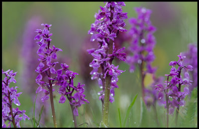 Early Purple Orchids (Sankte Pers nycklar) - land
