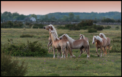 Horses at Bjrby near Kastlsa playing in the evening