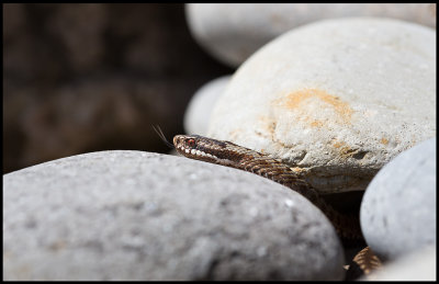 A snake in my neigbours garden - European adder (Vipera berus - Huggorm) - Grönhögen Öland