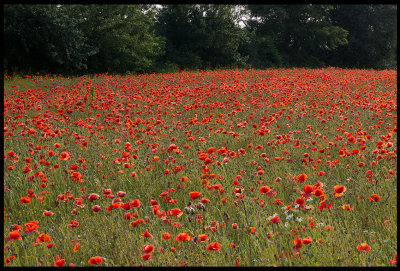 Poppies at Torslunda (Vallmo)