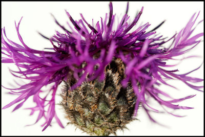 Greater Knapweed (Väddklint) - Grönhögen)