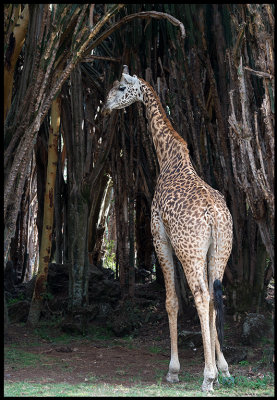 Giraffes in Naivasha feeding on Euphorbia cactus (poisones?)