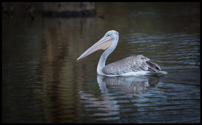 Pink-backed Pelican - Naivasha