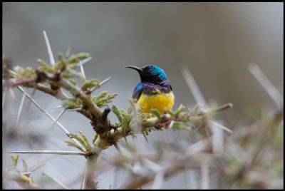 Variable Sunbird 