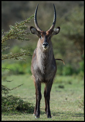 Waterbuck - Naivasha