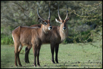 Waterbucks - Naivasha