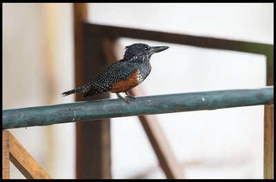 Giant Kingfisher at the balcony !