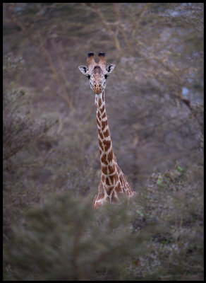 Giraff in the acacia forest near Lake Naivasha