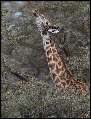 Giraff  - reaching over 5 meters tall....