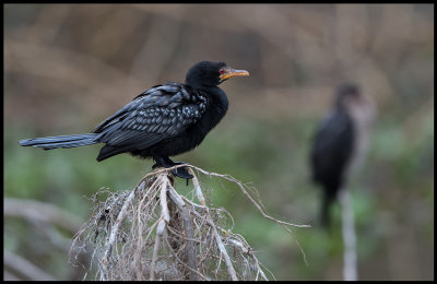 Long-tailed Cormorant - small but abundant