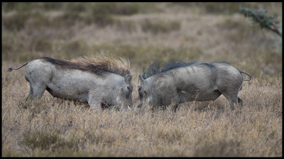 Warthogs preparing to fight