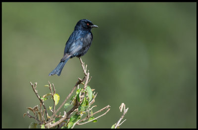 Fork-talied Drongo