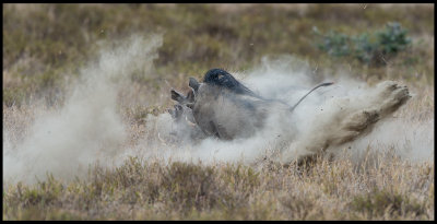 Male Warthogs fighting