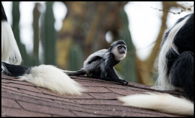 Young Pied Colobus