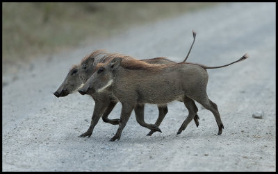 Warthogs buddies....