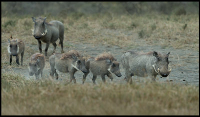 Warthog family