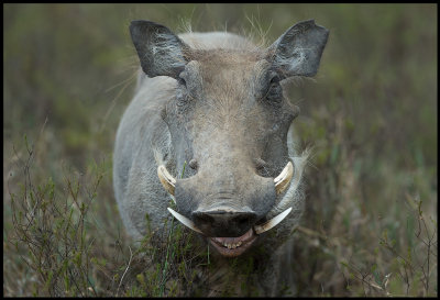 Warthog - best or beauty??