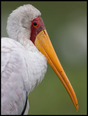 Yellow-billed Stork - Lake Naivasha