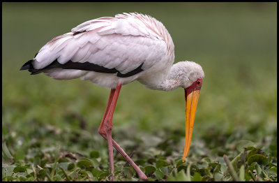 Yellow-billed Stork - Lake Naivasha