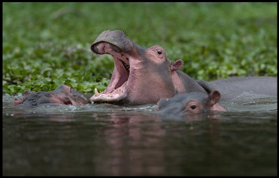 Hippo gaping - Lake Naivasha