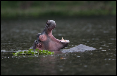 Young Hippo gaping - Lake Naivasha