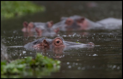 Hippos waiting for dusk to get up and feed - Lake Naivasha