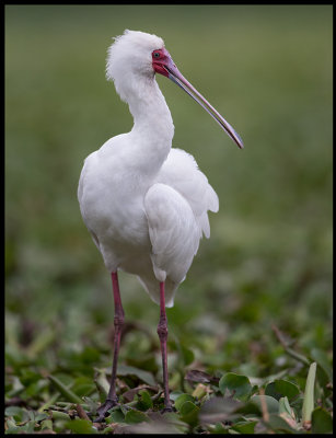 African Spoonbill