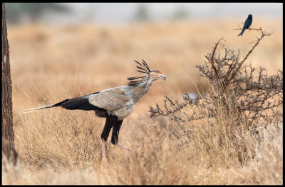 Coolest bird in the world! A Secretary Bird is watching a Drongo